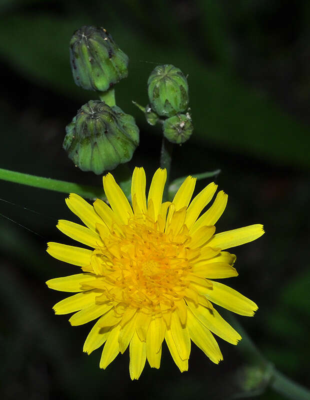 Image of Sonchus maritimus L.