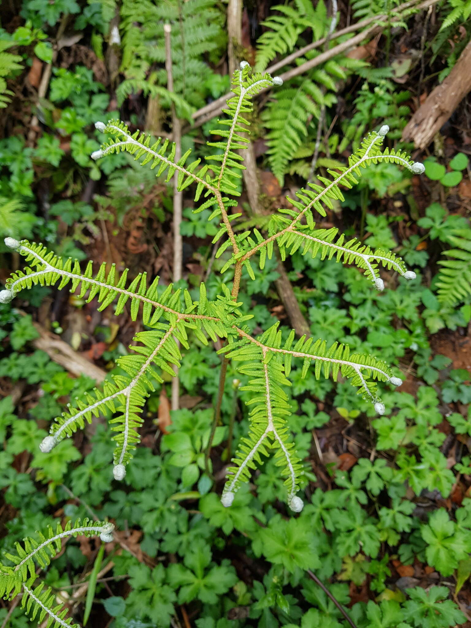 Image of Sticherus umbraculifer (Kunze) Ching