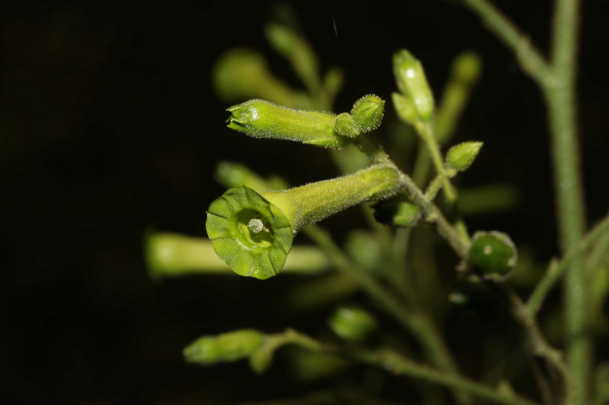 Nicotiana paniculata L. resmi