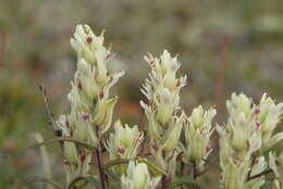 Image of Castilleja arctica Krylov & Sergievsk.