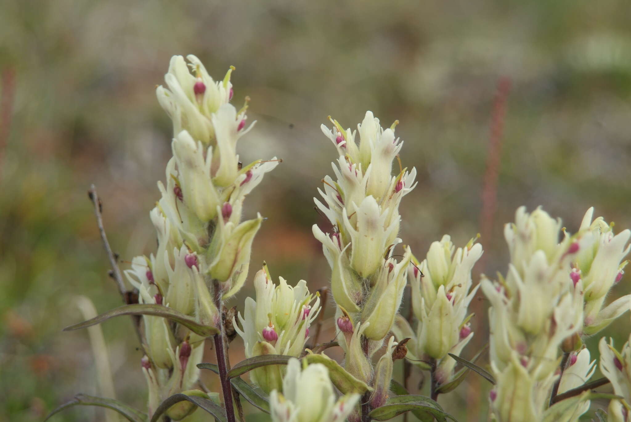 Слика од Castilleja arctica Krylov & Sergievsk.