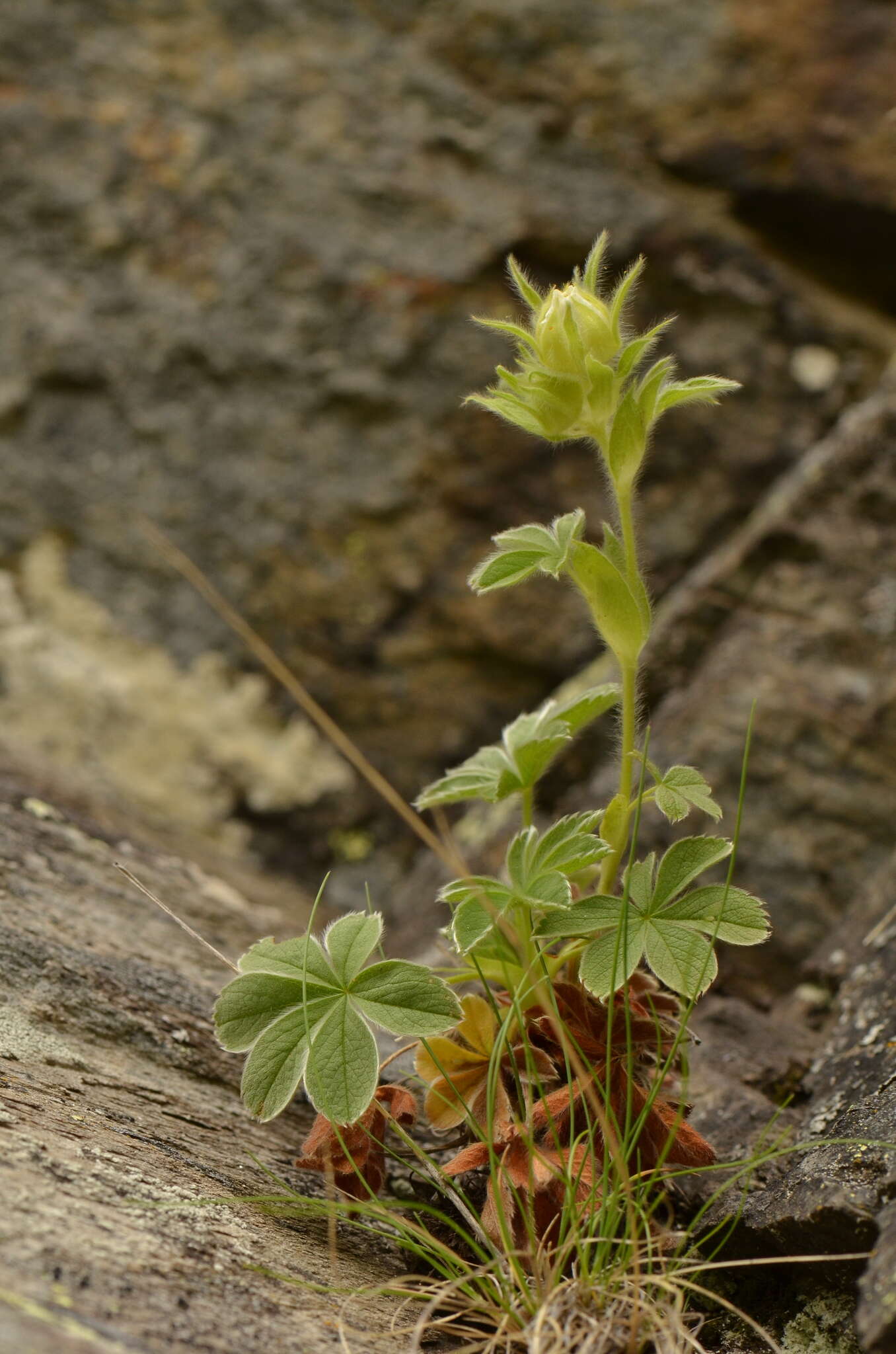 Imagem de Potentilla nivalis Lapeyr.