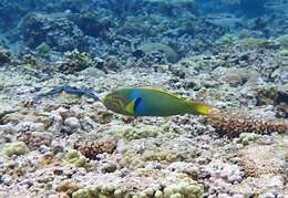 Thalassoma lutescens (Lay & Bennett 1839) resmi