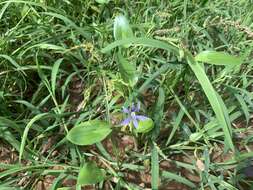 Image de Heteranthera rotundifolia (Kunth) Griseb.