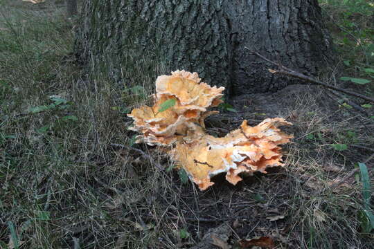 Image of Bracket Fungus