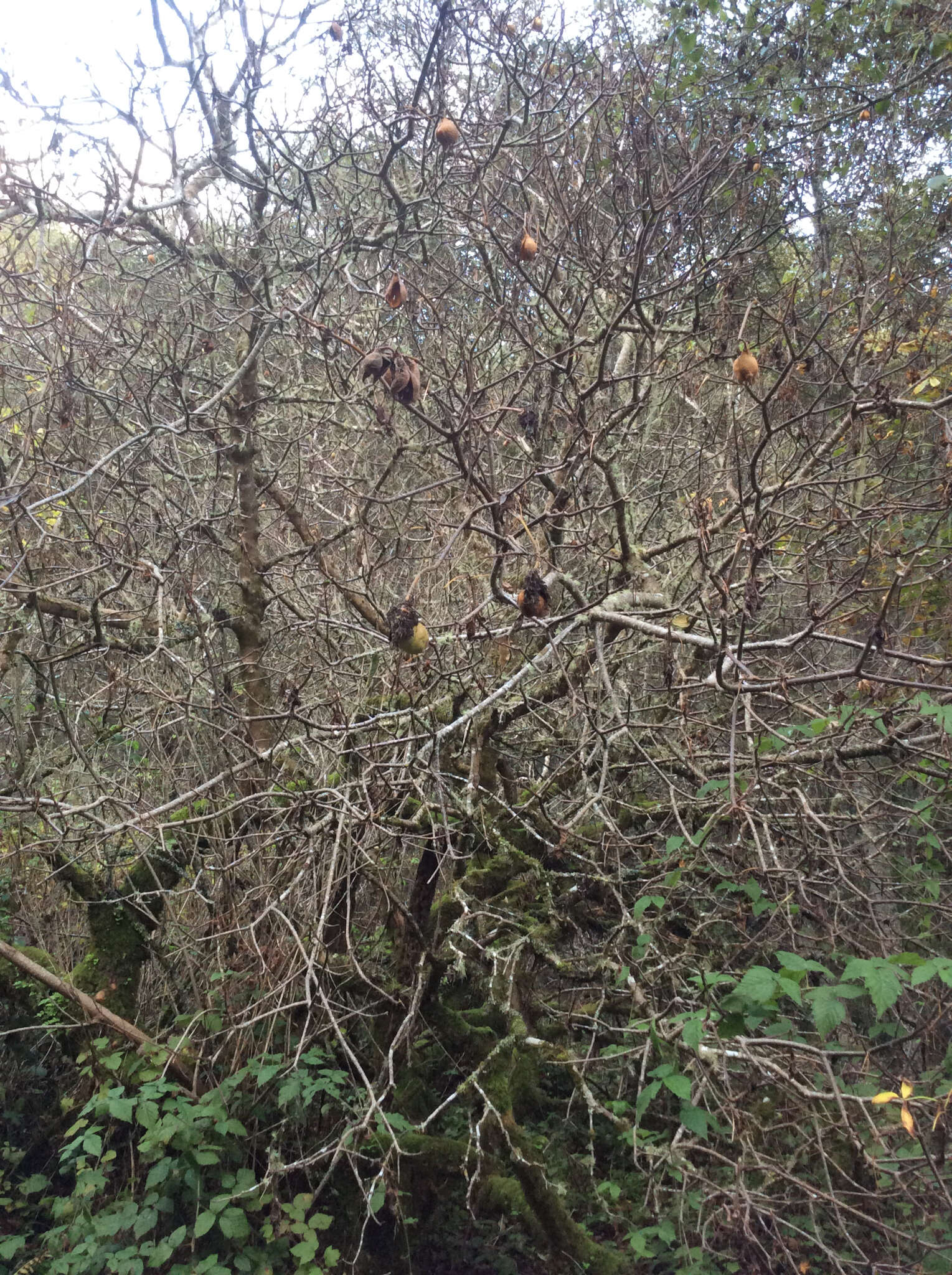 Image of California buckeye