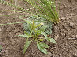 Image of Nicotiana petunioides (Griseb.) Millan