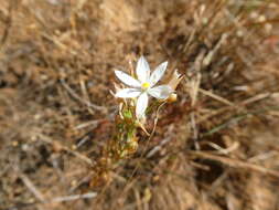 Imagem de Ornithogalum graminifolium Thunb.