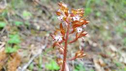 Image of summer coralroot