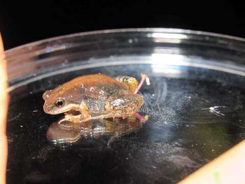 Image of Cacosternum australis Channing, Schmitz, Burger & Kielgast 2013