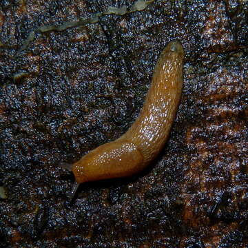 Image of Dusky Slug