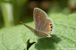 Image of Grass jewel