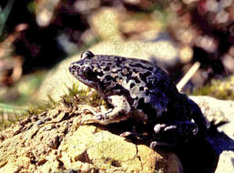 Image of Ctenophryne aequatorialis (Peracca 1904)