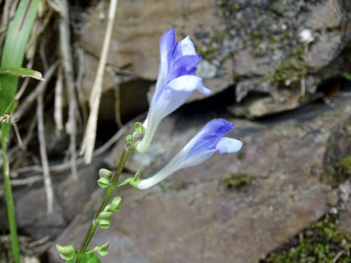 Image of Scutellaria formosana N. E. Br.