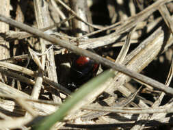 Imagem de Margarinotus (Paralister) purpurascens (Herbst 1791)