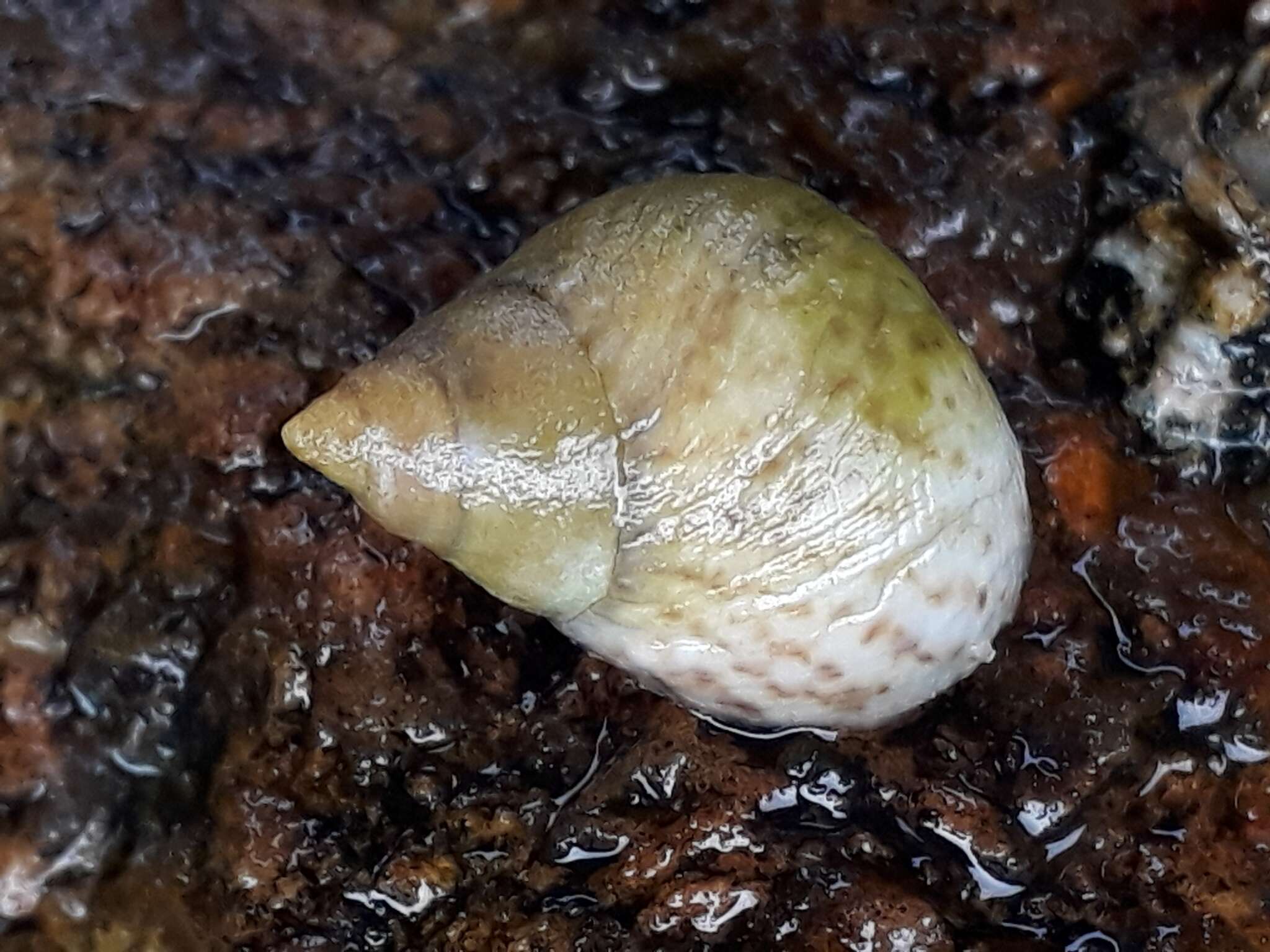 Image of Littoraria flava (P. P. King 1832)