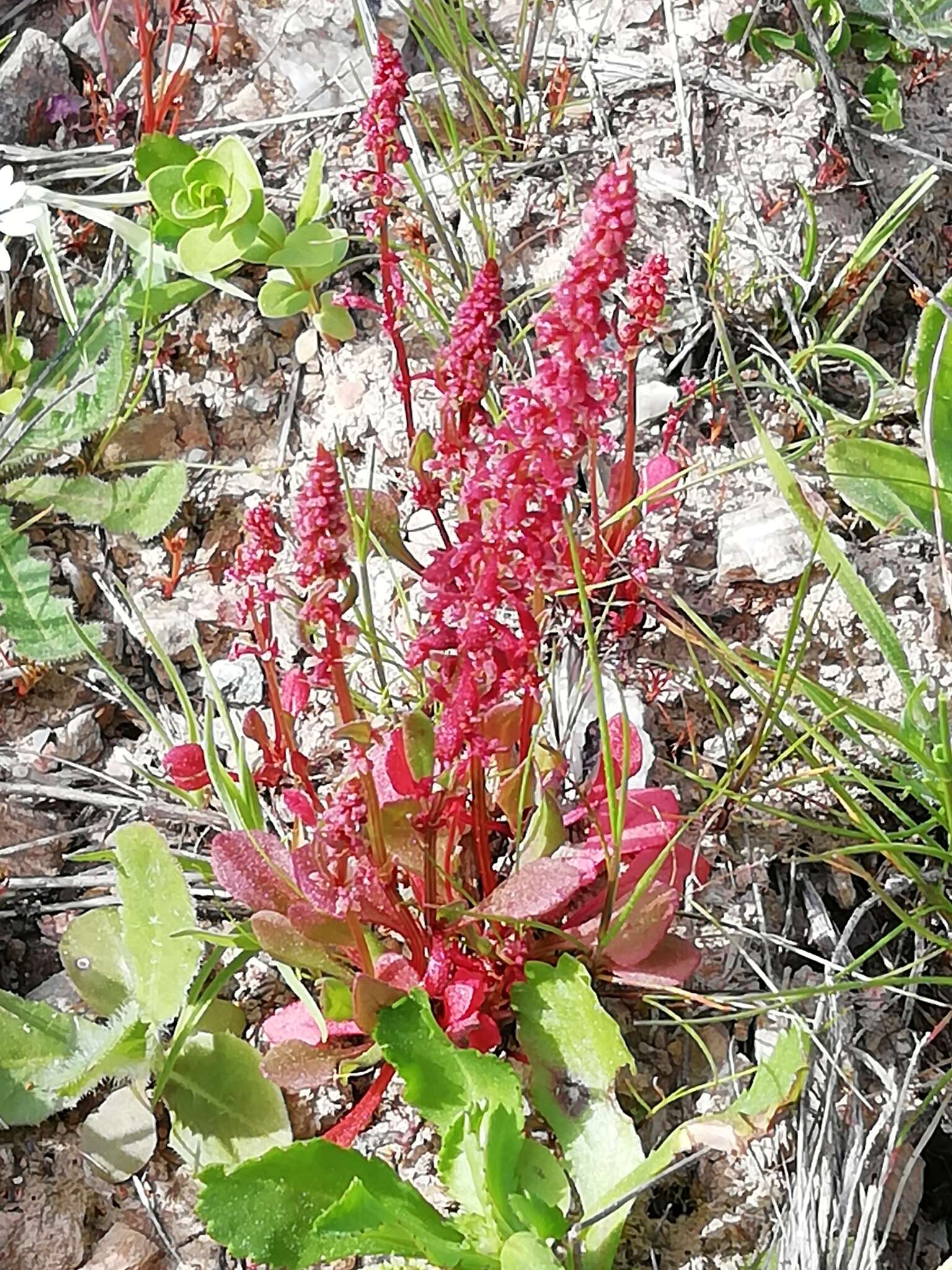 Plancia ëd Rumex bucephalophorus L.