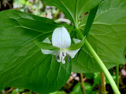 Imagem de Trillium cernuum L.