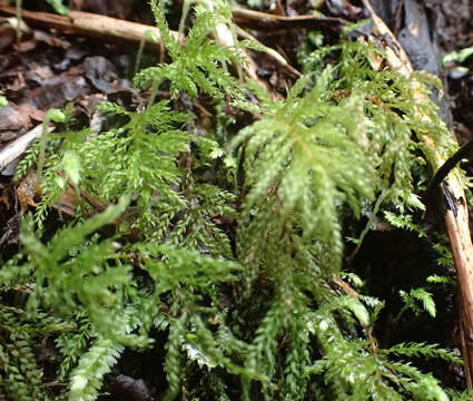 Image of leucolepis umbrella moss