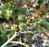 Image of Croton arboreus Millsp.