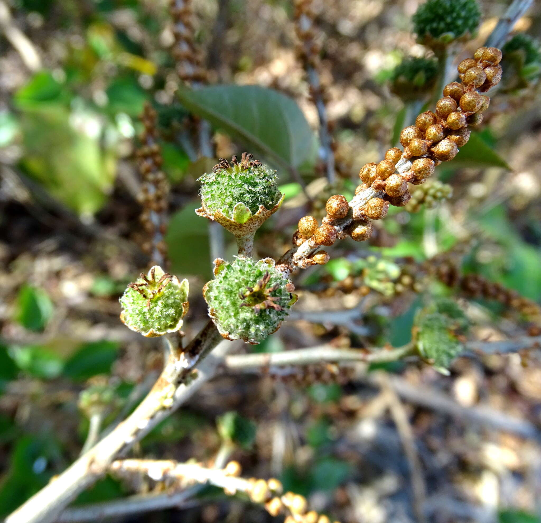 Image of Croton arboreus Millsp.