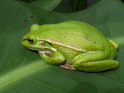 Image of Green and golden bell frog