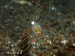 صورة Corymorpha tomoensis Ikeda 1910