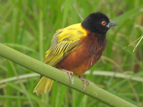 Image of Golden-backed Weaver