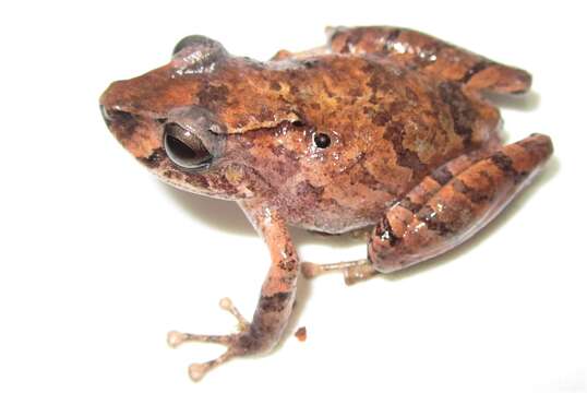 Image of Pristimantis luscombei (Duellman & Mendelson 1995)