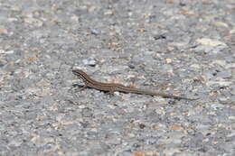 Image of Miles Wall Lizard