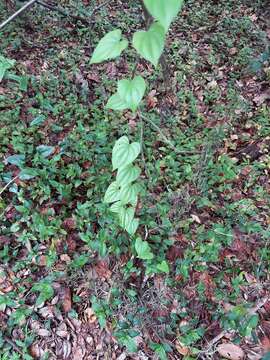 Dioscorea floridana Bartlett的圖片