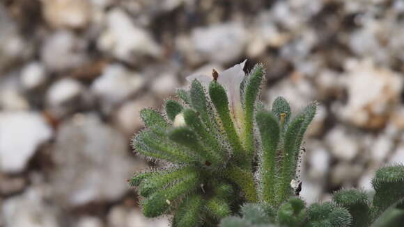 صورة Phacelia affinis A. Gray