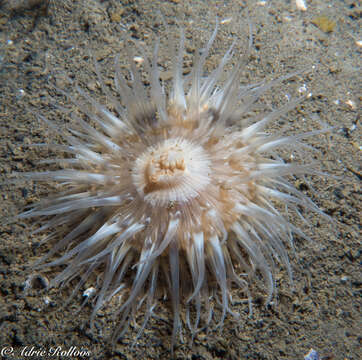 Image of cave-dwelling anemone