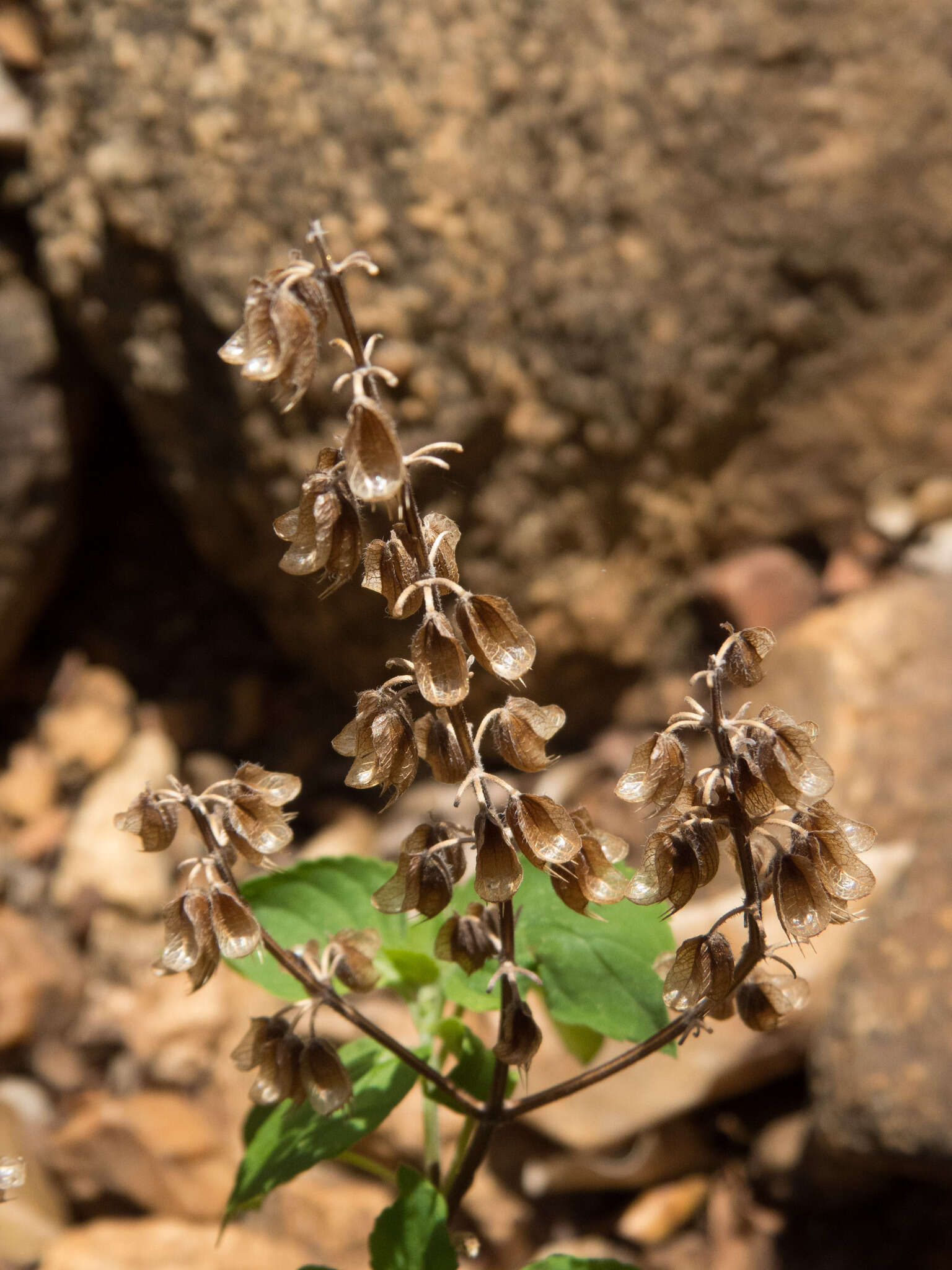 Слика од Ocimum campechianum Mill.