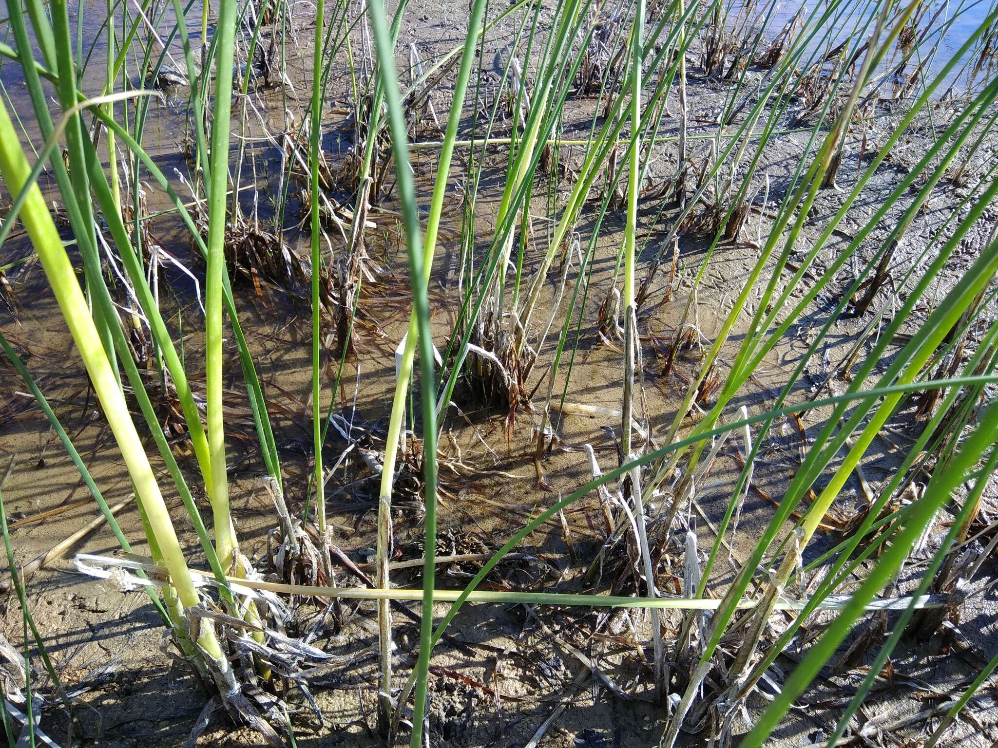 Image of tuberous bulrush