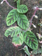 Image of Gloxinia erinoides (DC.) Roalson & Boggan