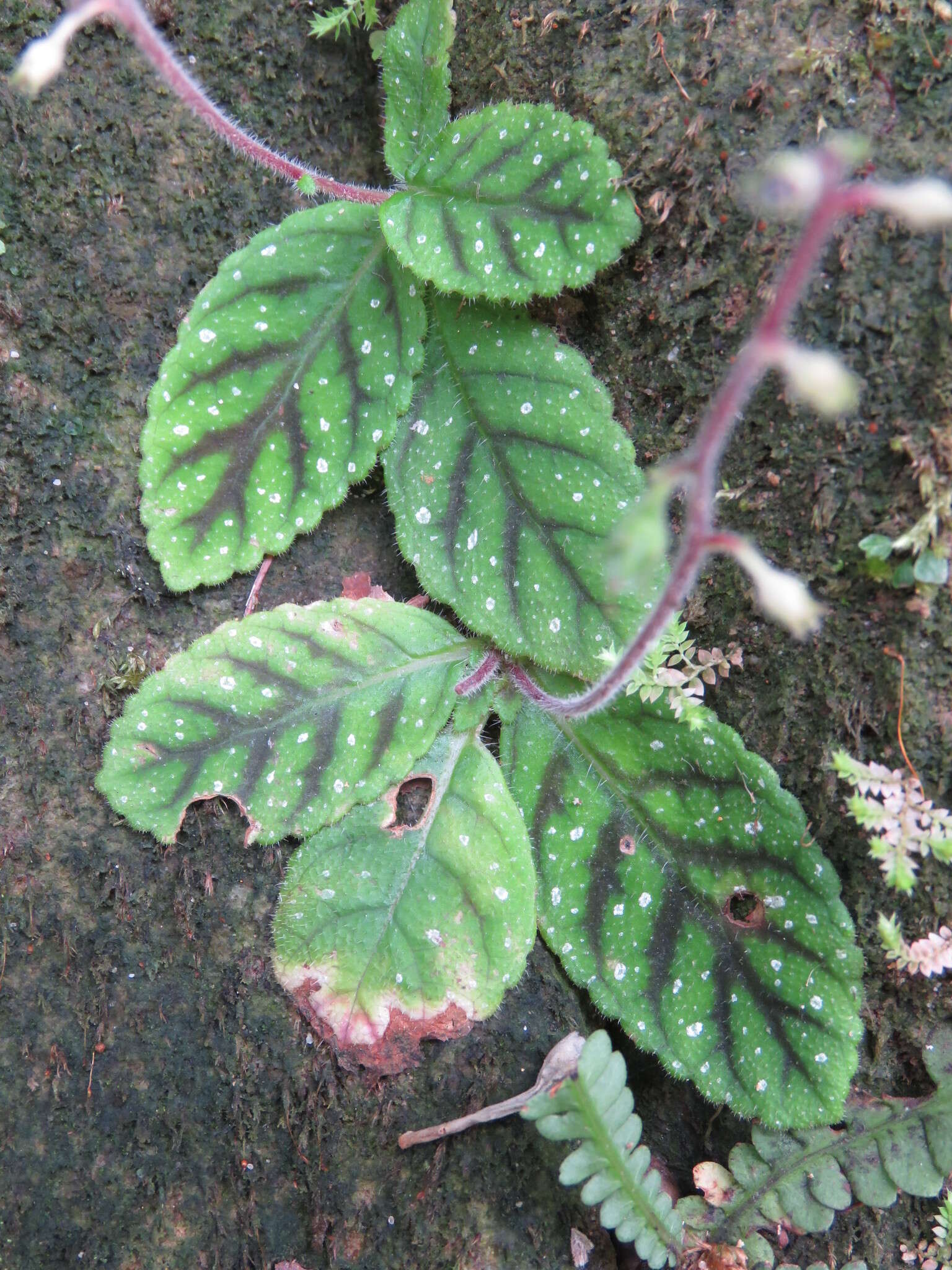 Image of Gloxinia erinoides (DC.) Roalson & Boggan