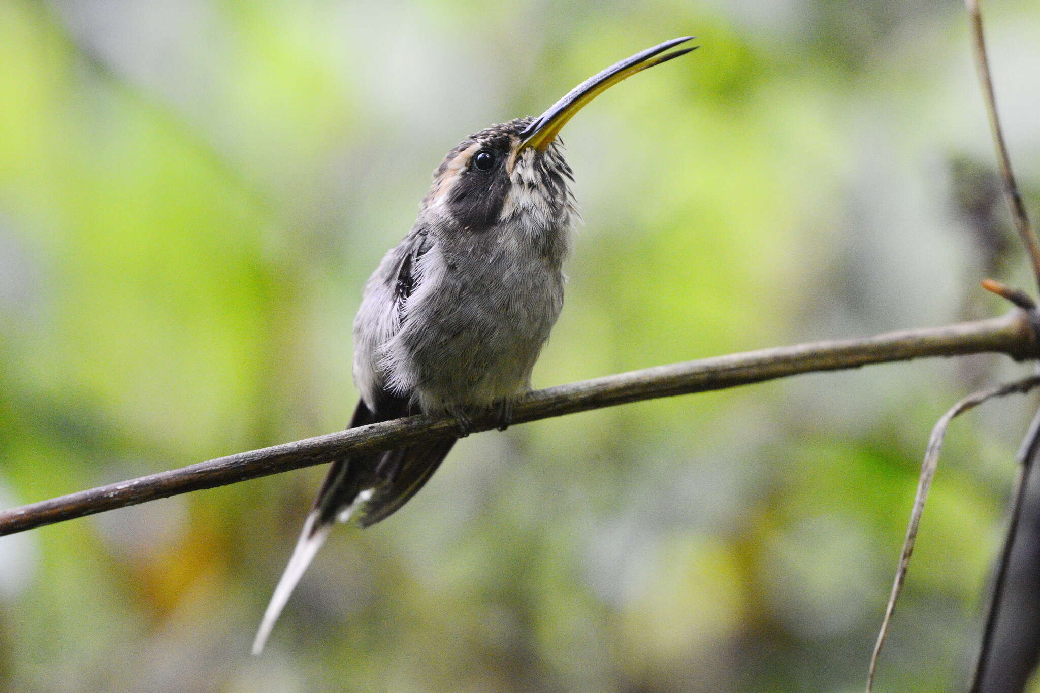 Image of Scale-throated Hermit