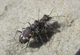 Image of Dune tiger beetle