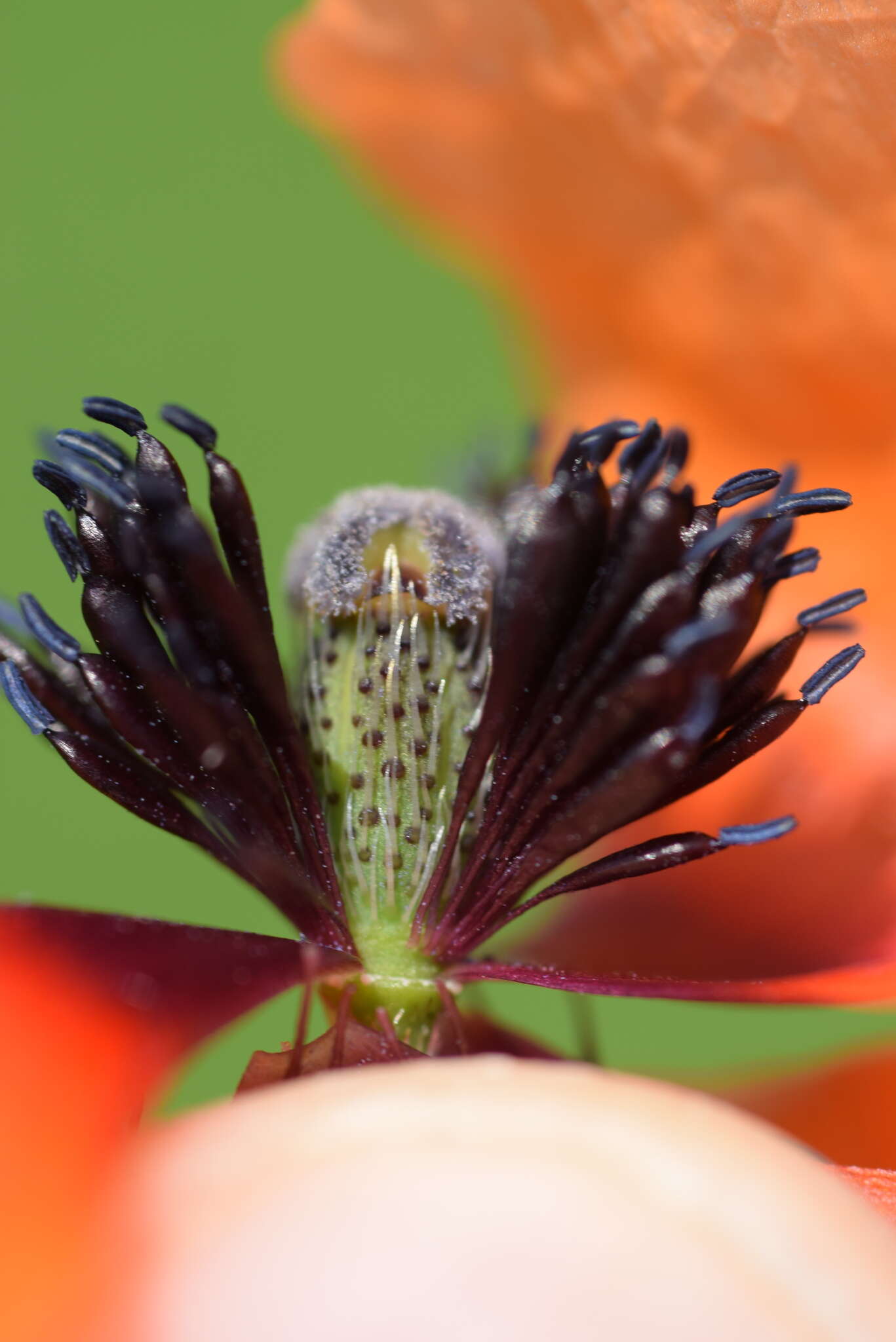 Image of Papaver apulum Ten.