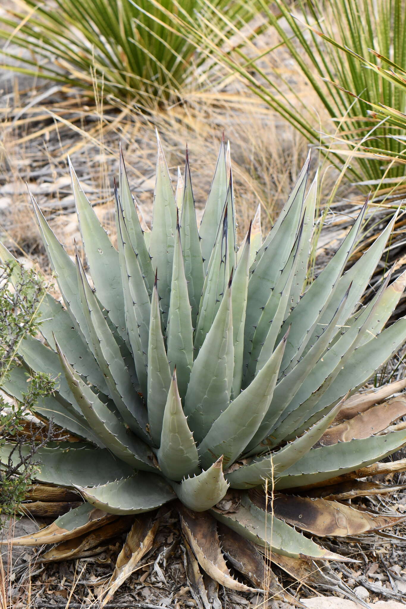 Image de Agave gracilipes Trel.