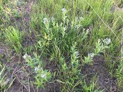 Image de Amsonia tabernaemontana var. salicifolia (Pursh) Woodson