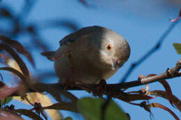 Image of Western Subalpine Warbler