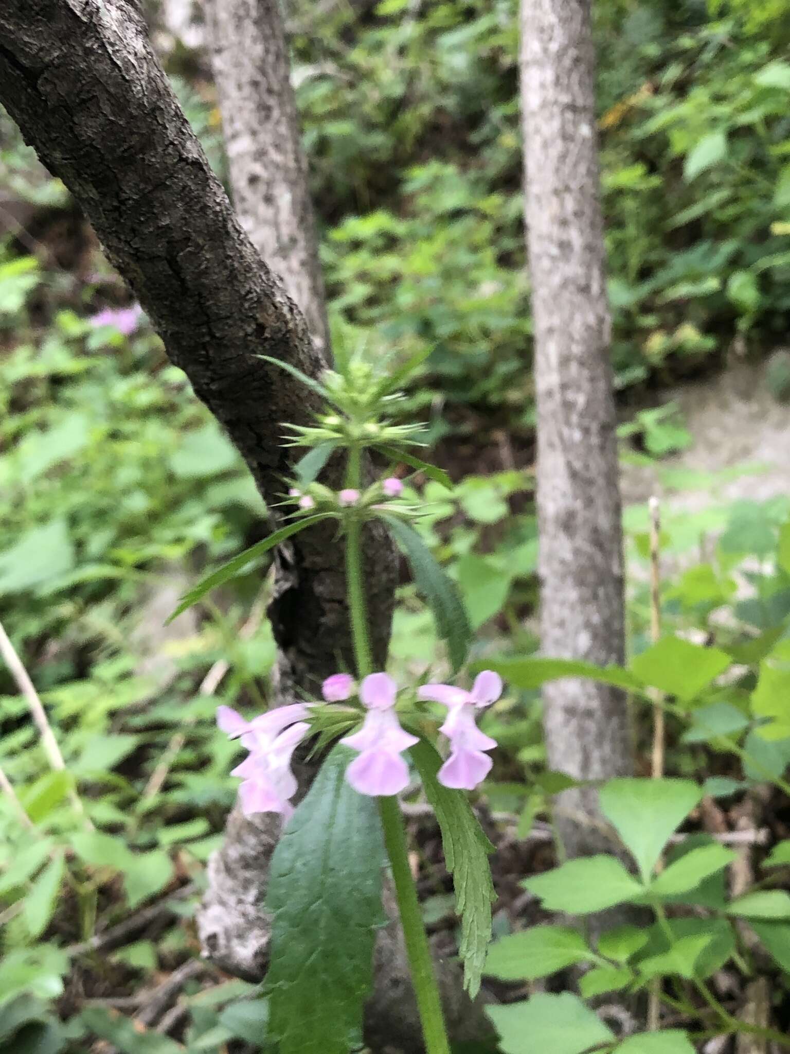 Imagem de Stachys bigelovii A. Gray