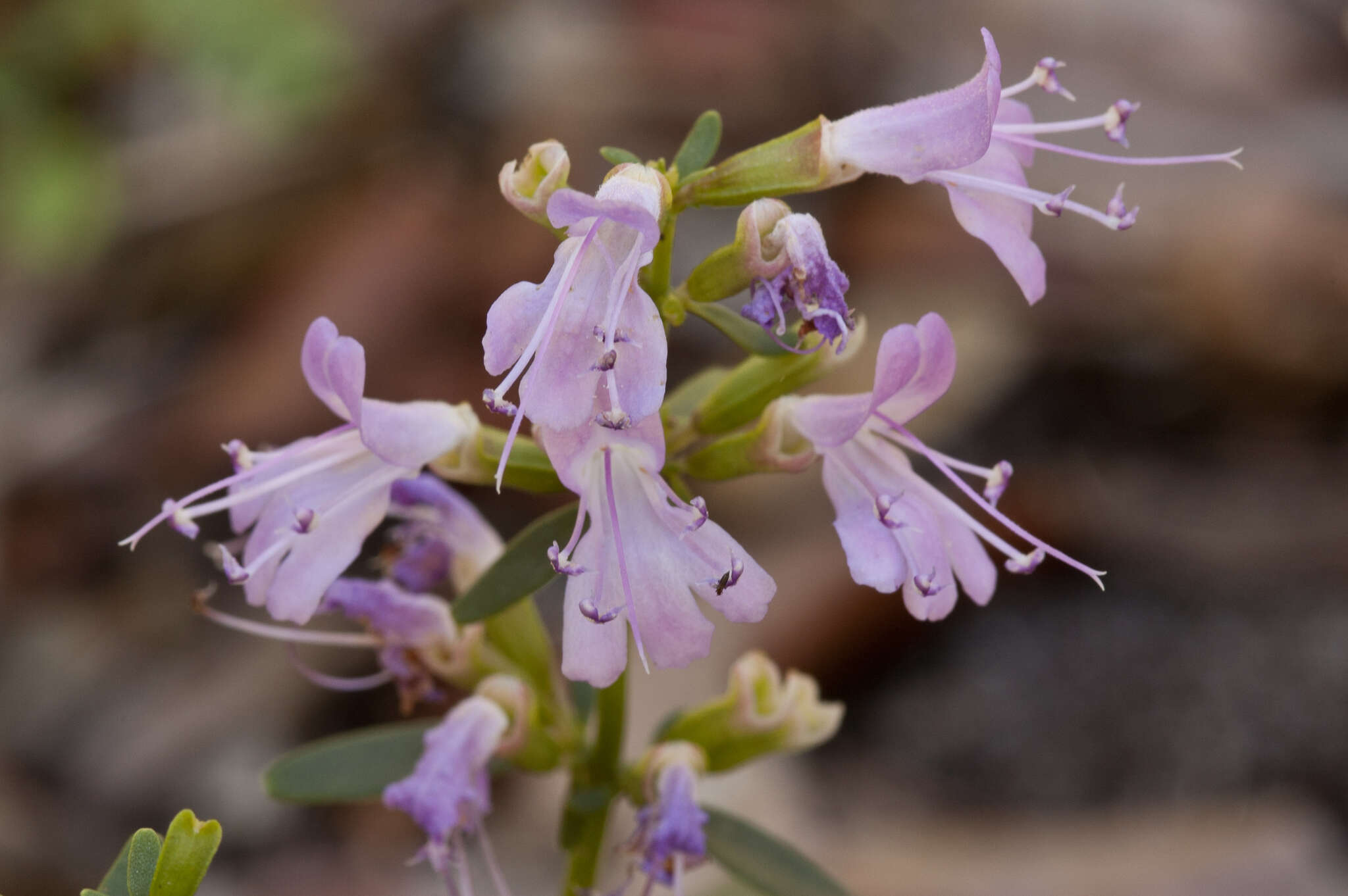 Imagem de Dicerandra frutescens subsp. savannarum (Huck) D. B. Ward