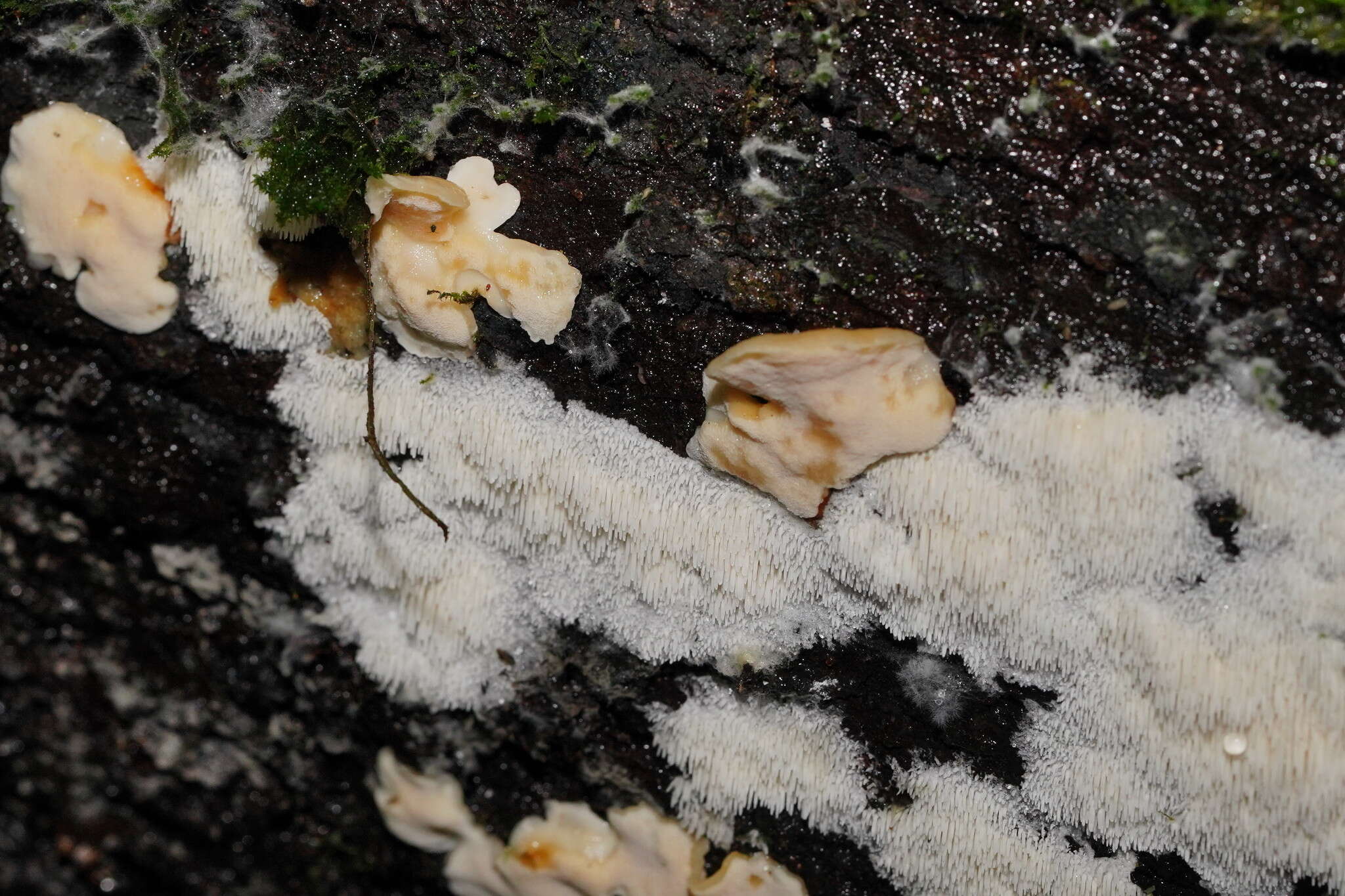 Dentipellicula leptodon (Mont.) Y. C. Dai & L. W. Zhou 2013的圖片