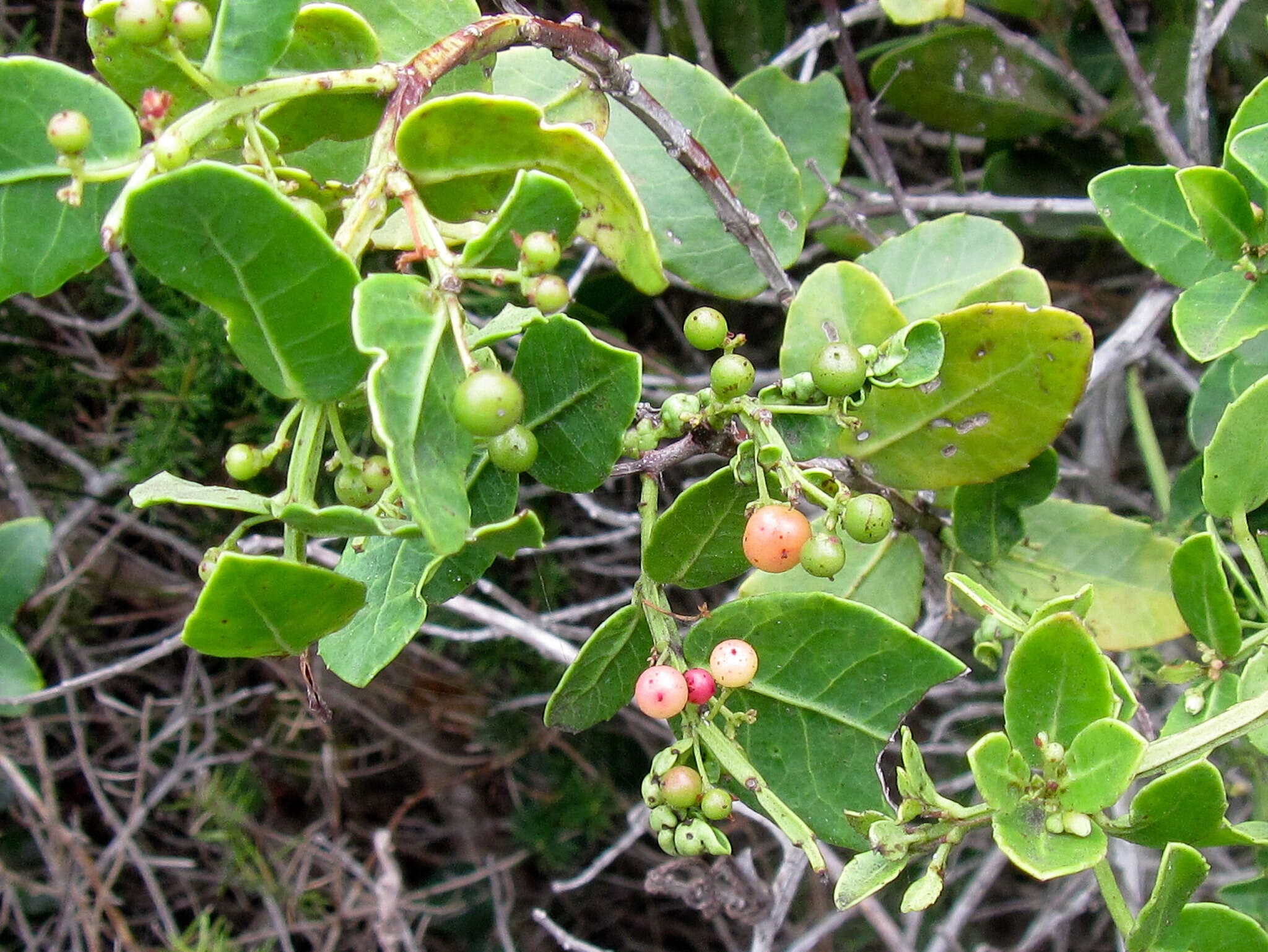 Image de Lauridia tetragona (L. fil.) R. H. Archer