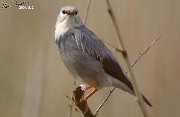 Image of Red-billed Starling