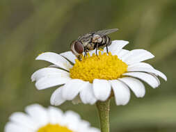 Image of Miltogramma aurifrons Dufour 1850