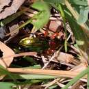 Image of <i>Carabus auronitens festivus</i>